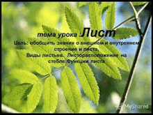 a picture of a tree branch with green leaves in a foreign language .