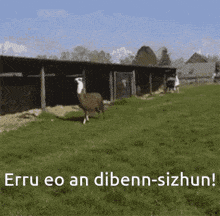 a picture of a llama in a field with the words " erru eo an dibenn-sizhun " on the bottom