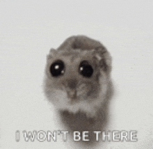 a small hamster with big eyes is sitting on a white surface and says `` i won 't be there '' .