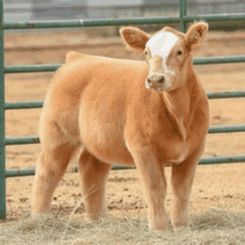 a brown calf with a white spot on its face standing in a field