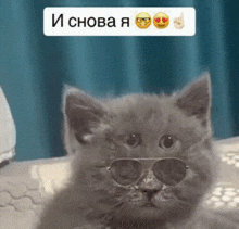 a kitten wearing sunglasses with a sticker that says и снова я