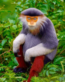 a colorful monkey with a yellow face sits in the grass