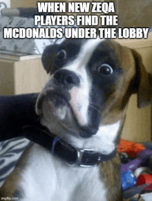 a brown and white dog with the caption when new zeqa players find the mcdonalds under the lobbies