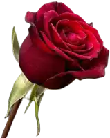 a single red rose with a green stem and leaves on a white background