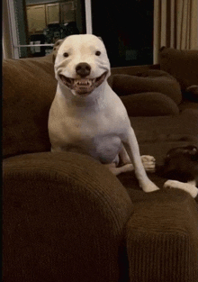 a white dog is sitting on a brown couch smiling