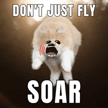 a cat is jumping in the air with the words " do n't just fly soar " below it