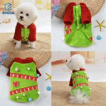 a small white dog is wearing a green and red sweater with a bow