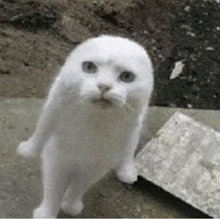 a white cat is standing on its hind legs on a sidewalk and looking at the camera .