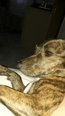 a close up of a dog laying on someone 's shoulder