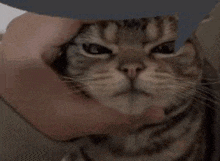 a person is petting a cat 's face with their hands .