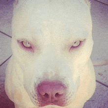 a close up of a white dog 's face looking at the camera