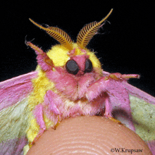 a close up of a pink and yellow moth with the name w.krupsaw on the bottom right