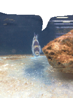 a fish swimming in a tank with a rock in the background