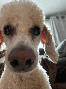 a close up of a dog 's nose and ears