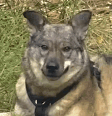 a dog wearing a harness is laying in the grass and looking at the camera