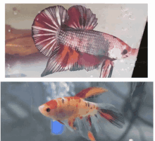 a fish with a red tail is next to another fish with a white tail