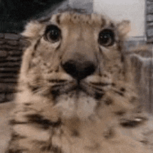 a close up of a tiger 's face with a blurred background .