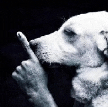 a black and white photo of a dog making a funny face .