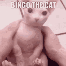 a person is holding a cat with the words bingo the cat written on it