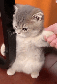 a person is petting a kitten 's paw while it looks at them