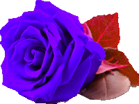 a purple rose with red leaves next to it on a white background