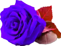 a purple rose with red leaves next to it on a white background