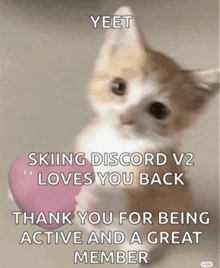 a picture of a kitten with the words " yeet skiing discord v2 loves you back " written above it