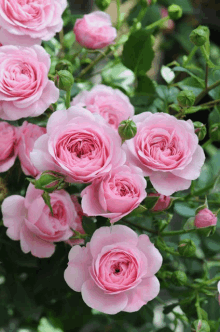 a bunch of pink roses with green leaves surrounding them