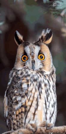 a close up of an owl 's face with a blurred background and the number 88 on the bottom