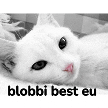 a black and white photo of a white cat with blobbi best eu written underneath it