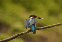 a blue and red bird perched on a branch with a worm in its beak