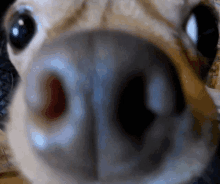 a close up of a dog 's nose and eye