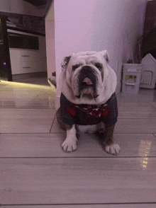 a bulldog wearing a spiderman shirt sitting on the floor