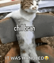 a cat sitting on a chair with the words chill brah it was handled