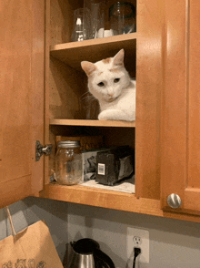 a cat is laying on a shelf in a cabinet with a box of oats in it