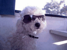 a small white dog wearing sunglasses looks out a window