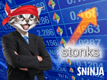 a cat wearing a red bandana is standing in front of a stock chart that says stonks ninja