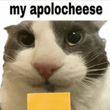 a cat is holding a piece of cheese with the words `` my apology cheese '' written on it .