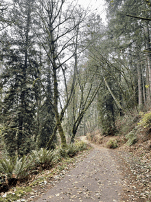 a path in the middle of a forest with trees and ferns