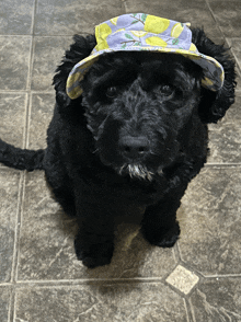 a small black dog wearing a lemon hat