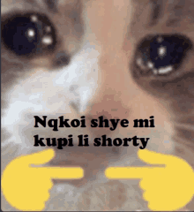 a close up of a cat 's face with the words ngkoi shye mi kupi li shorty