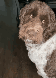 a brown and white dog looks at the camera