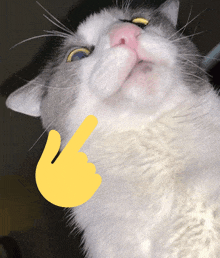 a close up of a cat 's face with a yellow hand pointing to it