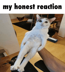 a cat laying on a person 's lap with the words my honest reaction above it