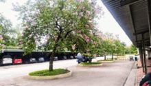 a tree with purple flowers is in the middle of a parking lot .