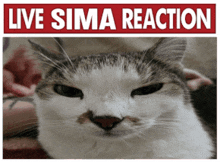 a poster with a cat and the words live sima reaction on it