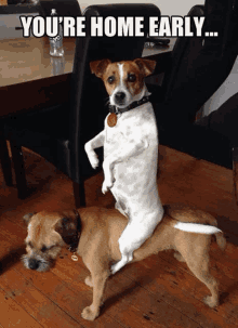 a dog riding on the back of another dog with the caption " you 're home early ... "