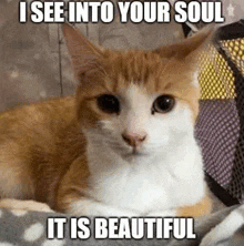 an orange and white cat is laying on a bed with a caption that reads `` i see into your soul it is beautiful '' .