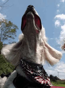 a white poodle wearing a service dog harness looks up at the sky