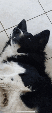 a black and white dog laying on its back looking up